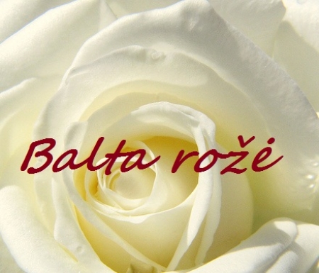 Balta rožė